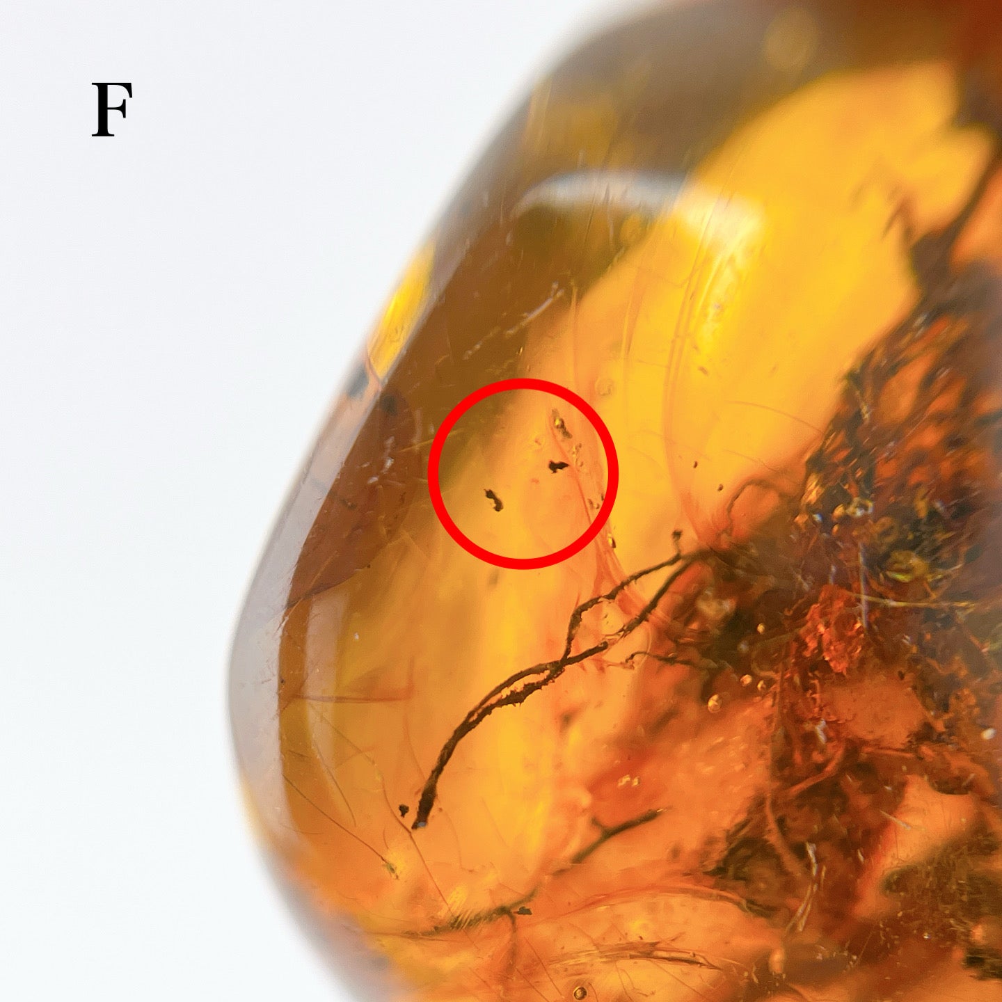 Blue amber with insects 【AB001A~J】