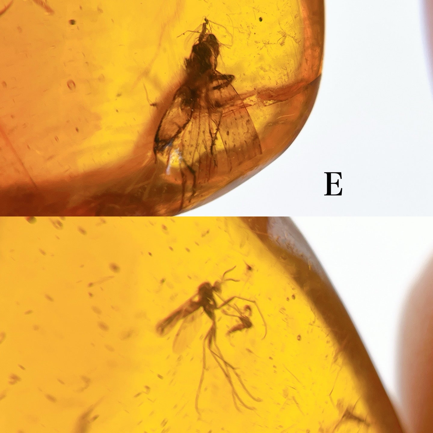 Blue amber with insects 【AB001A~J】