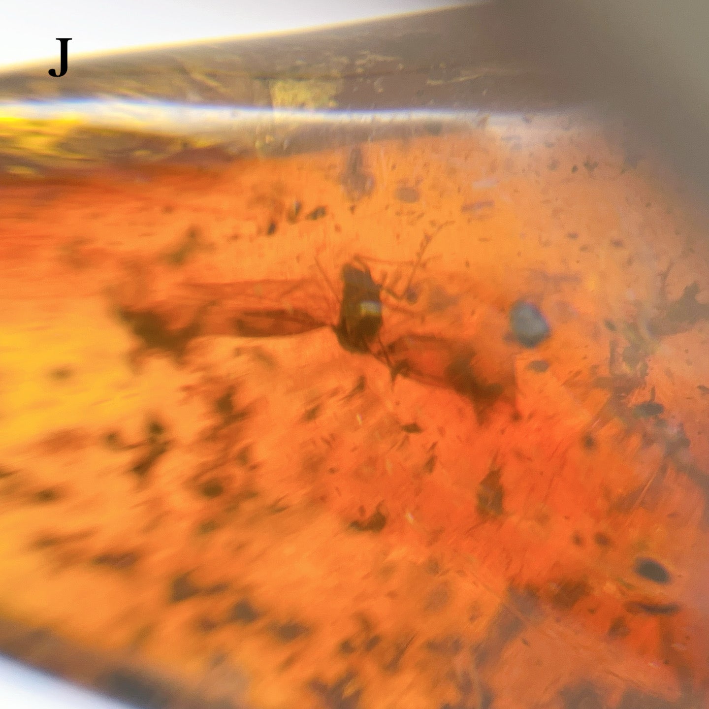 Blue amber with insects 【AB001A~J】