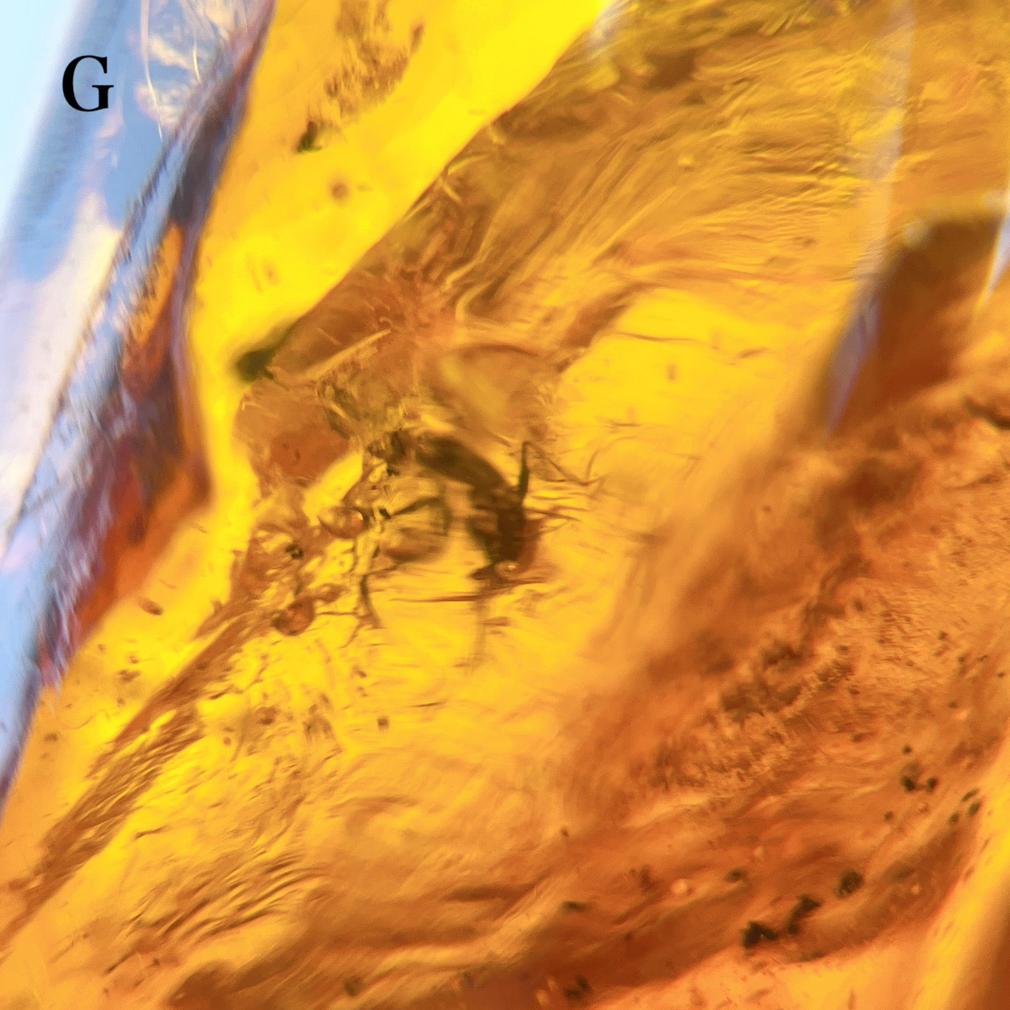 Blue amber with insects 【AB001A~J】