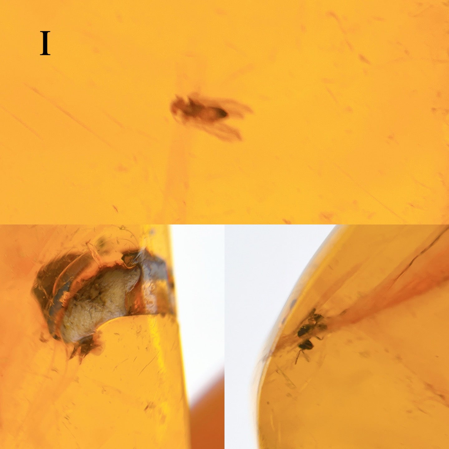 Blue amber with insects 【AB001A~J】