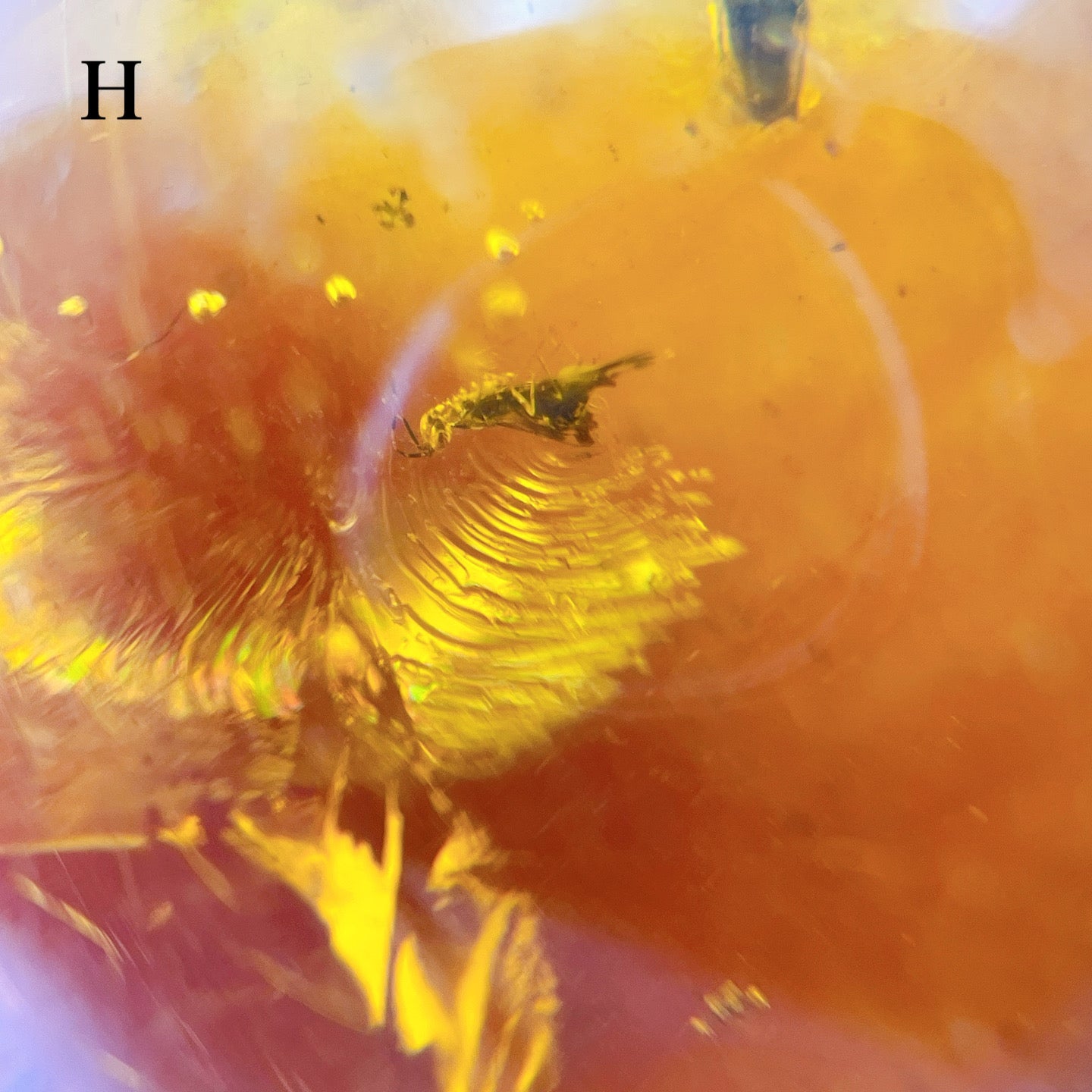 Blue amber with insects 【AB001A~J】