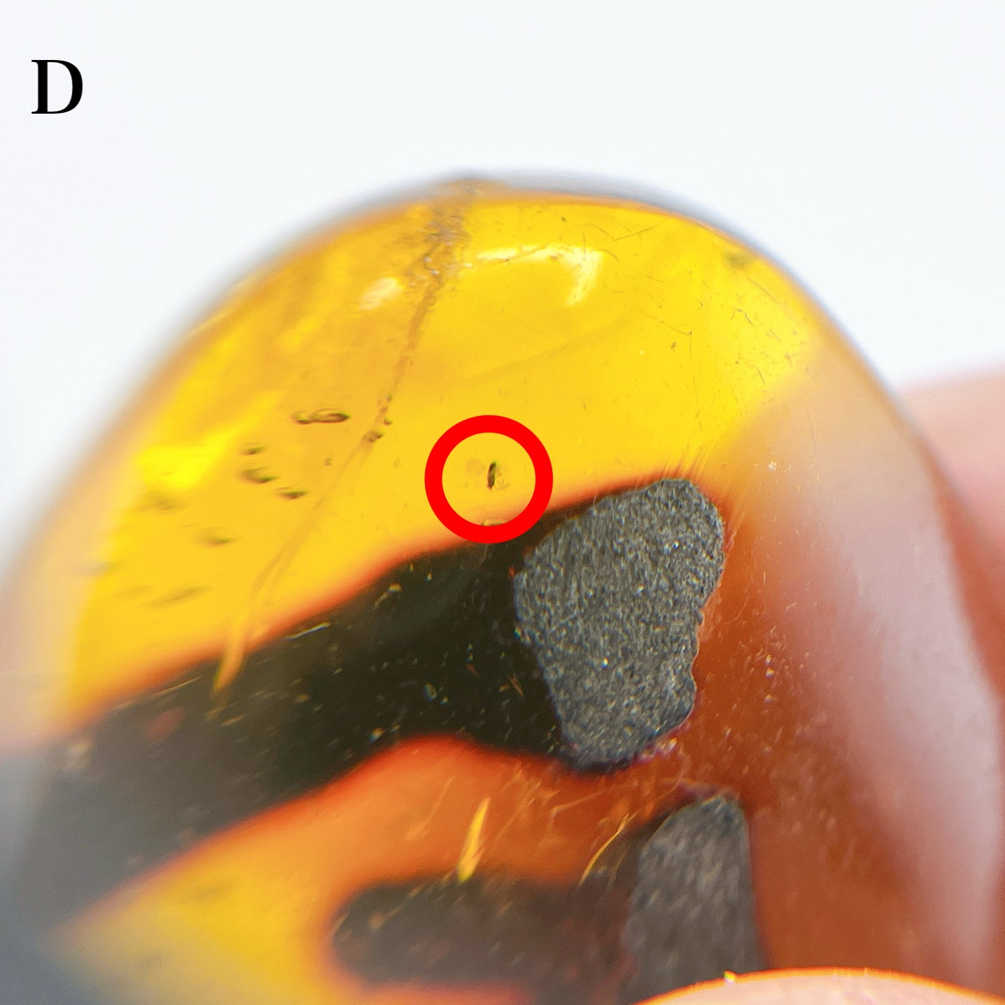 Blue amber with insects 【AB001A~J】